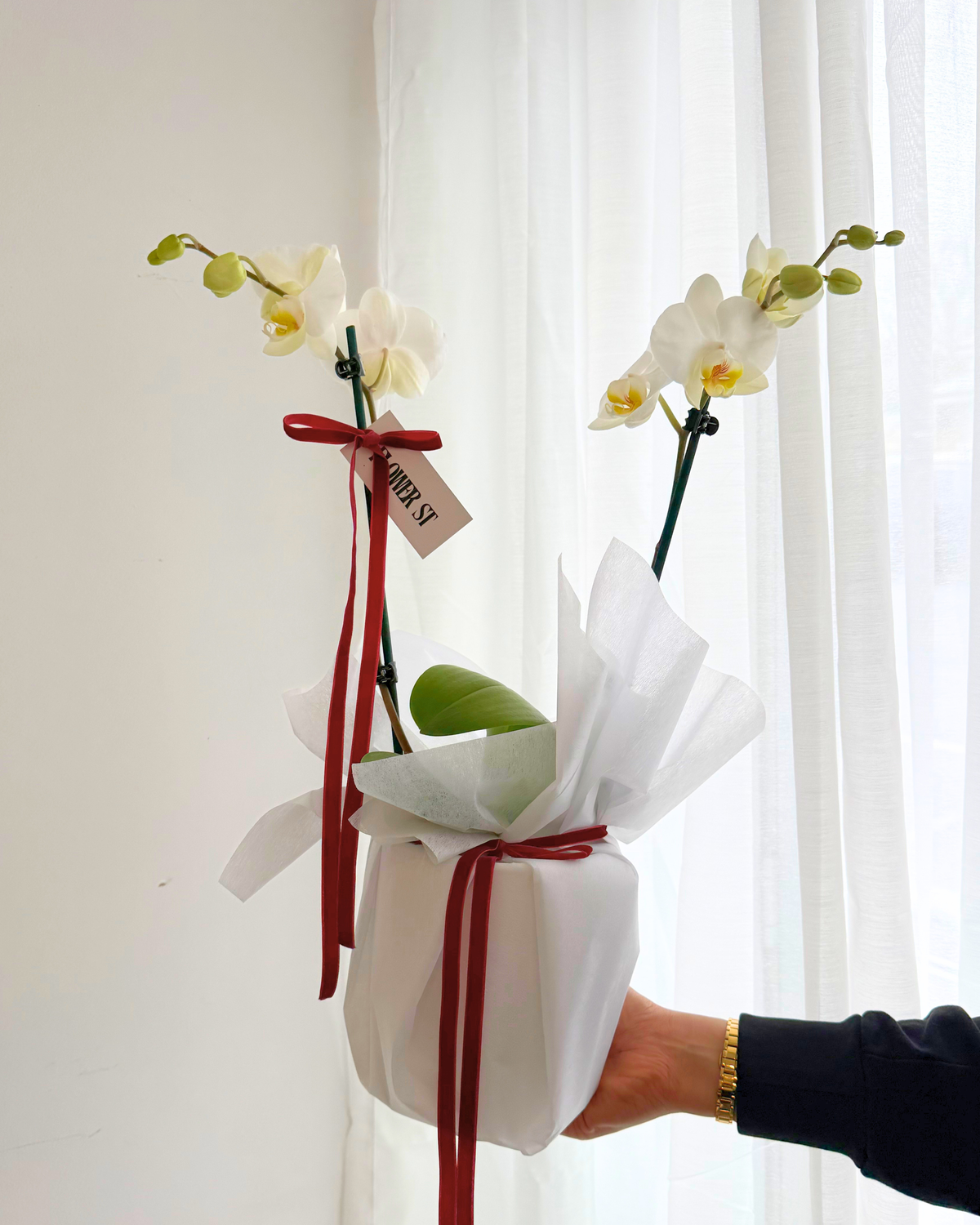 Phalaenopsis Orchid